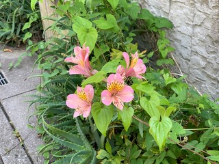 peruvian lily Petals pink, white, green, yellowish brown There are long stalks protruding from the center of the flower. There are many flowers forming a large inflorescence. Green leaf stalk