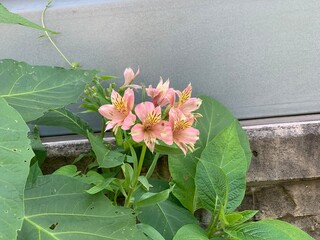 peruvian lily Petals pink, white, green, yellowish brown There are long stalks protruding from the center of the flower. There are many flowers forming a large inflorescence. Green leaf stalk