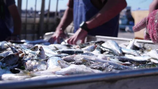 fish being  unloaded from boat by fishermen in harbor slow motion