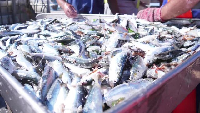 fish being  unloaded from boat by fishermen in harbor slow motion
