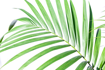 Gree palm leaves on a white background