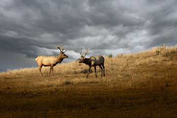 Elk on a grassy hillside in sunlight with storm clouds in the background 