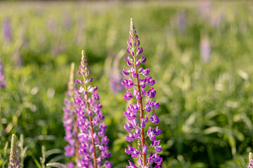 Obraz premium Lupin field with pink purple flowers. Bunch of lupines summer flower background. Blooming lupine flowers. field of lupines. Sunlight shines on plants. Gentle warm soft color. spring and summer flowers