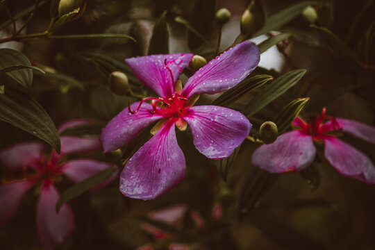 purple orchid flower