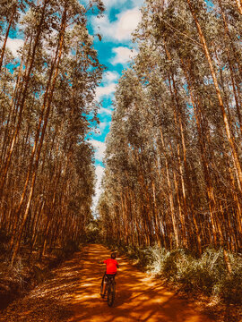 walk in the woods