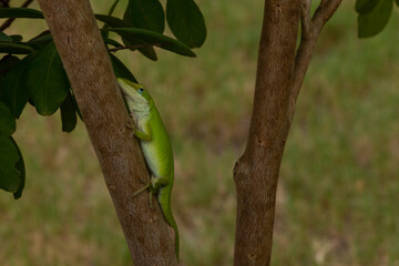Green Anole Peeking Out of the Leaves 