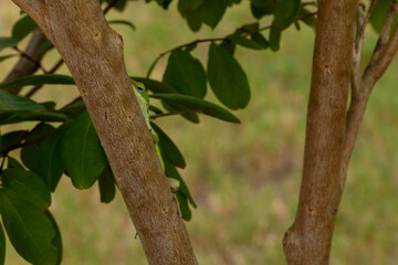 Green Anole Peeking Out of the Leaves 
