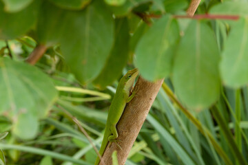 Green Anole Peeking Out of the Leaves 
