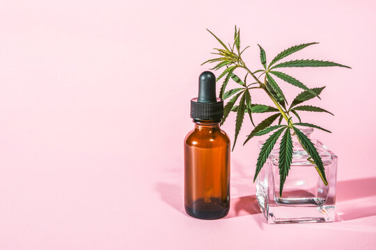A bottle of hemp oil and a sprig of cannabis in a glass vase on a pink background.