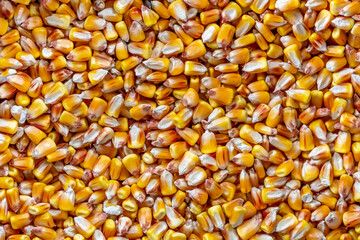 close-up of stacked organic yellow corn