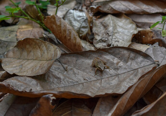
Dry leaf with a small tree frog, Ecuador