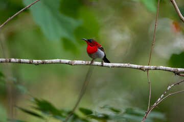 Crimson Sunbird