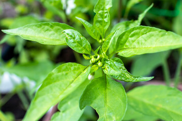 Image close-up on pepper leaf 5464