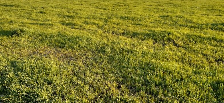Green grase field sunny day background
