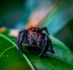 spider on a leaf