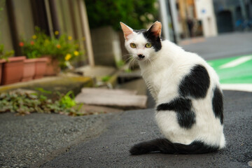 ぶち猫