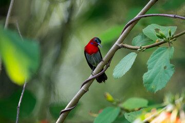 Crimson Sunbird