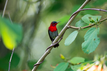 Crimson Sunbird