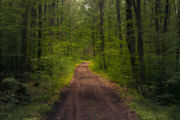 Naklejka premium Beautiful forest with a muddy dirt road crossing it