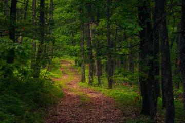 A path leading through a beautiful forest