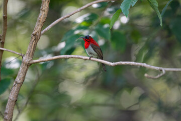Crimson Sunbird