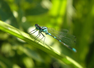 blue dragonfly with transparent wings sits on a blade of grass on a blurred green background of grass