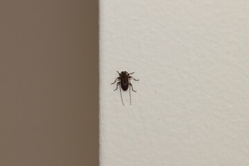 Macro lens image of a tiny black long horned beetle resting on a house wall. Details of the segmented antenna and legs are visible. antennas are folded back indicating it is not alert.