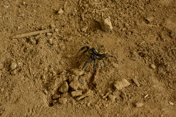 Common spider, insect specie from Ecuador