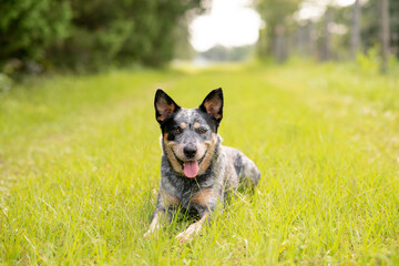 Naklejka na ściany i meble Australian Cattle Dog Blue Heeler laying down in grass on a little country road 