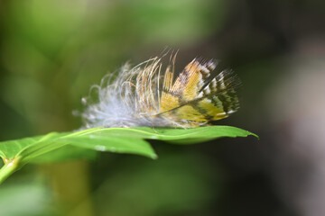 Feather on leaf