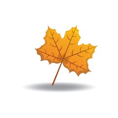 maple leaf