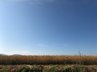 field and sky
