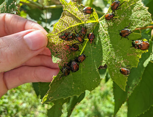 A large group of Japanese beetles (popillia japonica) eat a grape leaf.