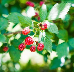 Raspberry bushes