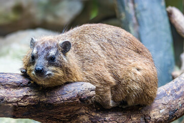 a Rock hyrax stands alone.
it is a medium-sized terrestrial mammal native to Africa and the Middle...