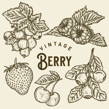 Vintage Berry Illustration
