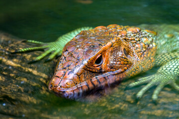 The Northern caiman lizard lies on the trunk. 
It is a species of lizard found in northern South America.
The body of the caiman lizard is very similar to that of a crocodile. 