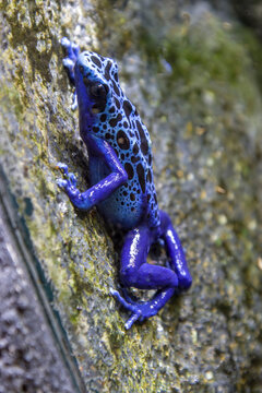 The blue poison dart frog  is a poison dart frog found in the forests surrounded by the Sipaliwini Savanna
