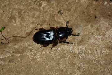 Bark beetle, Ecuador.