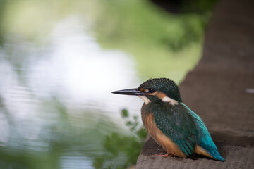 カワセミの幼鳥、クローズアップ