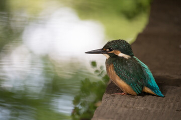カワセミの幼鳥、クローズアップ