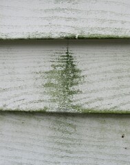 Mold and mildew on the exterior siding of a house 