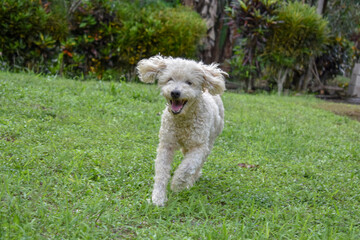 Happy dog running in the grass 