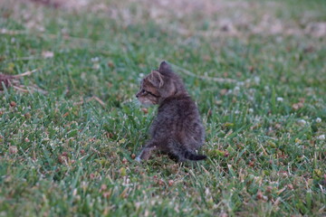 Obraz premium Kitten in the grass