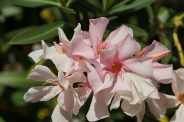 Pink Flowers