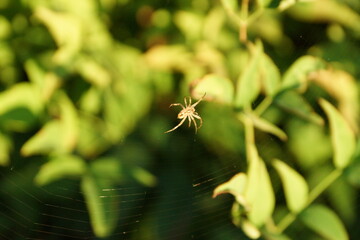 Spider on web