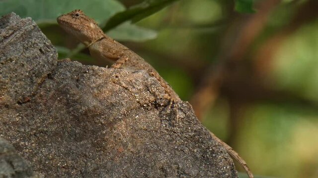 lezard chilling on the mp4 .2