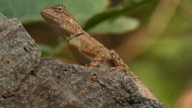 lezard chilling on the mp4 .