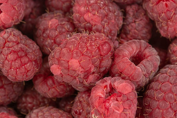 close-up of delicious fresh and organic blackberries