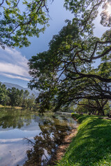 Mystical giant trees aged for more than a hundreds years beautifully live by the lakeside of Taiping Lake Garden in Perak Malaysia. 